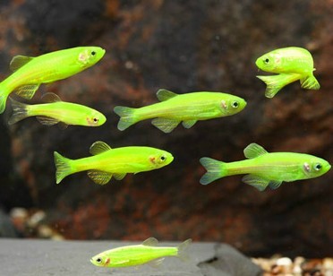 Glofish - Danio - Electric Green - 1 inch - Quantity of 6 - Special Order